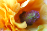 Flowers 16 - 16