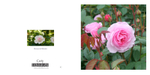 039 Roses in Bloom