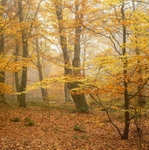 Autumn Gold.  EDC. 100