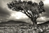 Lone Tree