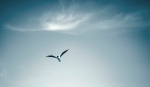 The Blue Gull