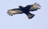 Long Crested Eagle