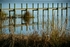 "Cattails on the Indian"