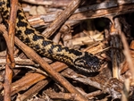 Adder