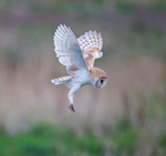 Barn Owl - Tyto alba