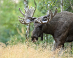 Moose (male) ventures into clearing, Flatanger, Norway