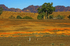 Two Roos and Wilpena Pound