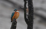Common Kingfisher