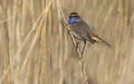 Male Bluethroat