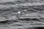 Kittiwake