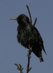 Starling