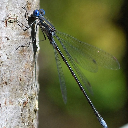 A spotted spreadwing damselfly.