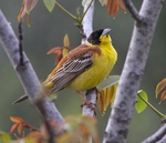 Black Headed Bunting