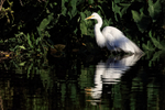 Great Egret reflection, Gatorland, Florida, USA