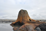 Borth-Sunken Forest-ACP_0974