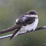 Common House Martin (Delichon urbica)
