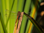 Common Darter