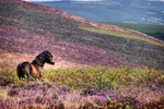 Exmoor Pony