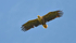 Sea Eagle
