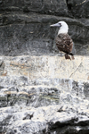 Peruvian Booby on guano-covered ledge, Chanaral Island, Chile