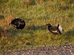 Black Grouse