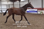 BPP_1838