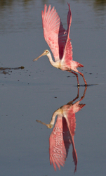 Birds 146