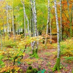 Birches and Beeches - an Autumn Wood. EDC 304