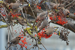Waxwings