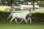 SBM_62745