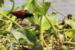 Northern Jacana (adult...