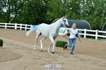 Trot Up 11am to 12pm portfolio