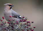 WAXWING HALKYN 20