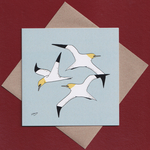 Gannets greetings card