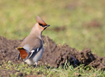 Waxwing - Bombycilla garrulus