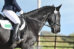 Dressage Qualifier - Click to View Photos portfolio