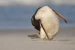 Gentoo Penguin
