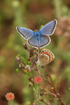 Mating Silver-studded Blue butterflies, Arne RSPB, Dorset