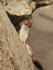 Stoat on sloping rock side, Duck Island, Alaska