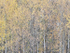 Bruce Peninsula-October Trees #4
