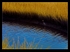 Blue Heron
