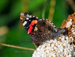 Red Admiral