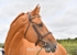 equiscot3568