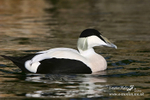 Marwell Zoo 201a
