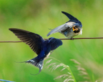 Swallow about to feed juvenile, Scotland