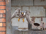 Peregrine Falcon - Falco peregrinus