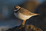 Ringed Plover