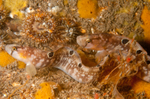 Pholis gunnellus