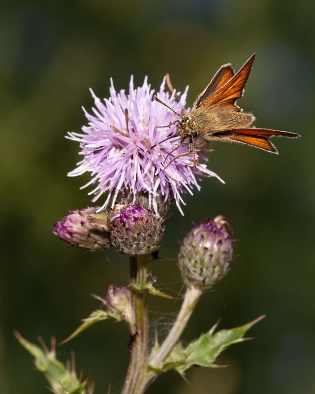 Small Skipper - Dee Estuary