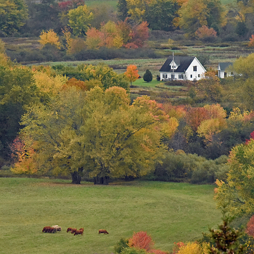 A century home with cows grazing in the foreground, prototypical rural NB scene.